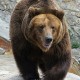 bear complex